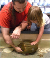 Aquatic Show Crab