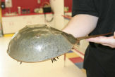 Aquatic Show Horse Shoe Crab