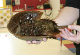 Aquatic Show Crab