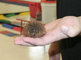 Aquatic Show Sponge