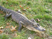 American Alligator image