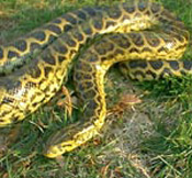 Yellow Anaconda image