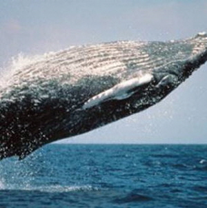whale1