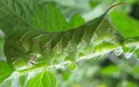 TomatoHornworm6