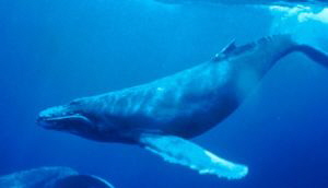 Humpback_Whale1