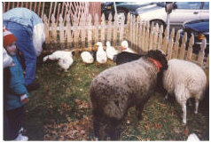 Petting Zoo image